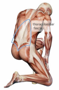 thoracolumbar-fascia-m